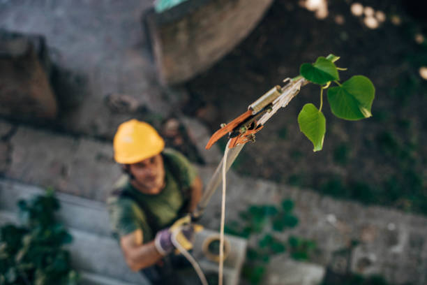 Best Storm Damage Tree Cleanup  in Schuylkill Haven, PA